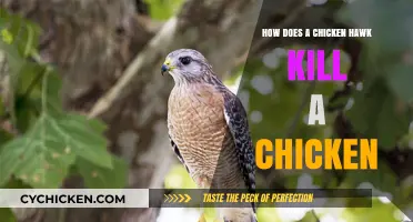 Chicken Hawk Hunting: Deadly Techniques to Capture and Kill Chickens