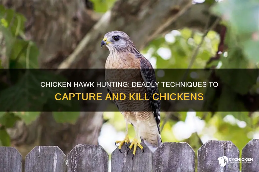 how does a chicken hawk kill a chicken