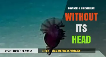 Surprising Truth: How Headless Chickens Survive and Function