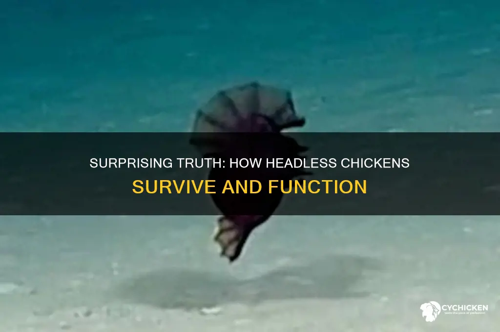 how does a chicken live without its head