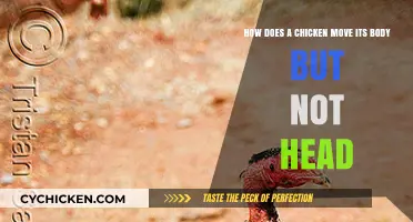 Chicken Body Movement: Head Stillness Explained