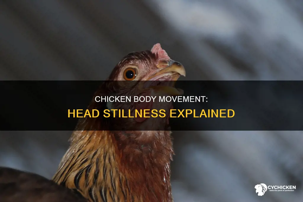 how does a chicken move its body but not head