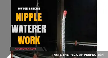 How Chicken Nipple Waterers Provide Fresh, Clean Water Effortlessly