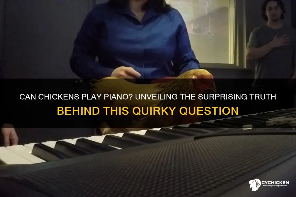how does a chicken play a piano
