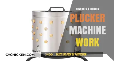 How Chicken Plucker Machines Efficiently Remove Feathers: A Detailed Guide