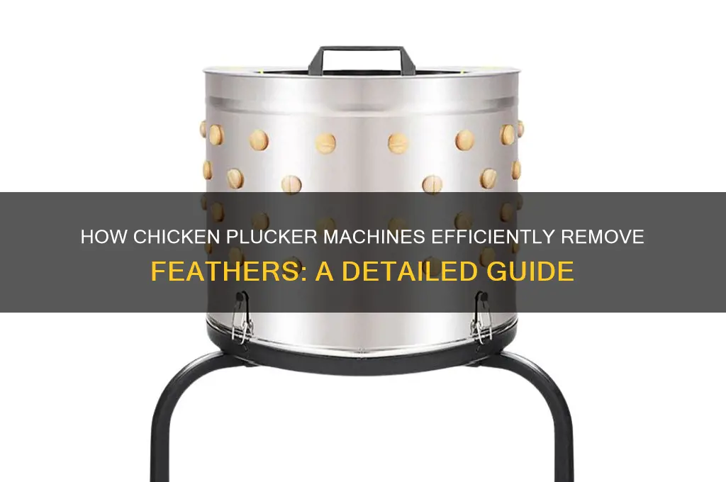 how does a chicken plucker machine work
