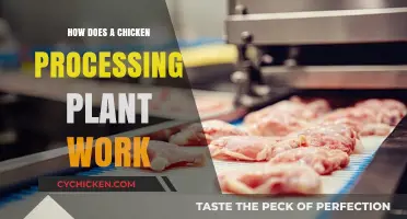 Inside Chicken Processing: From Farm to Table Operations Explained