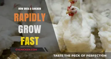 Rapid Chicken Growth: Secrets to Accelerating Poultry Development Naturally