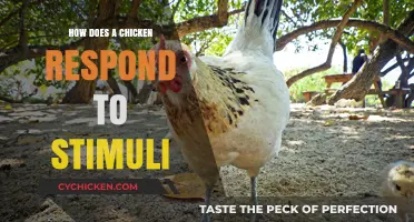 Understanding Chicken Behavior: Responses to Environmental Stimuli Explained