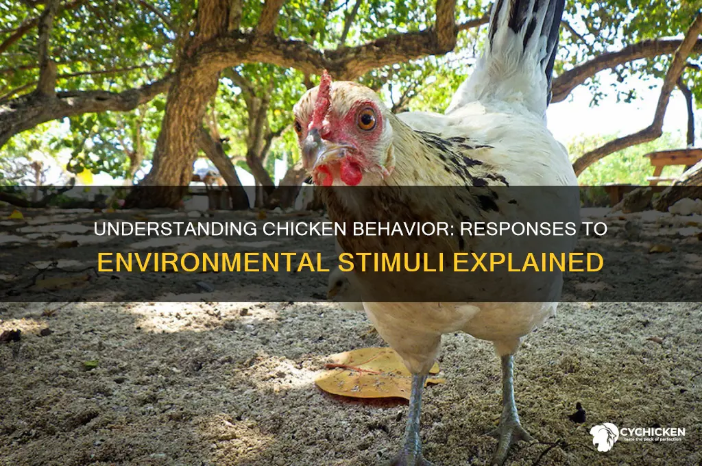 how does a chicken respond to stimuli