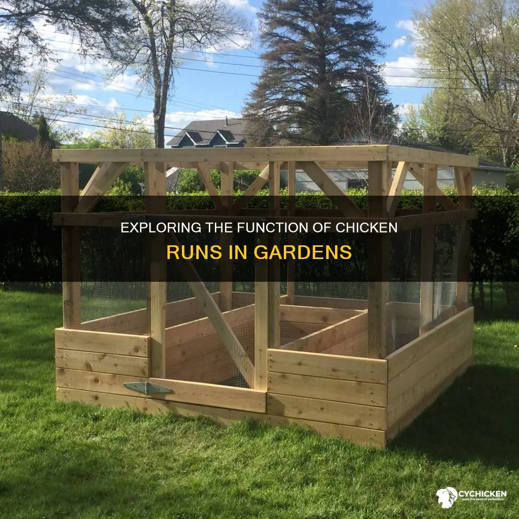 how does a chicken run around a garden work