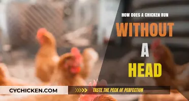 Headless Hens: The Surprising Science Behind Chickens Running Without Heads