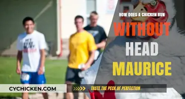 The Bizarre Truth About Headless Chickens Running: Maurice's Story