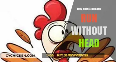 Headless Hens: The Surprising Science Behind Chickens Running Without Heads