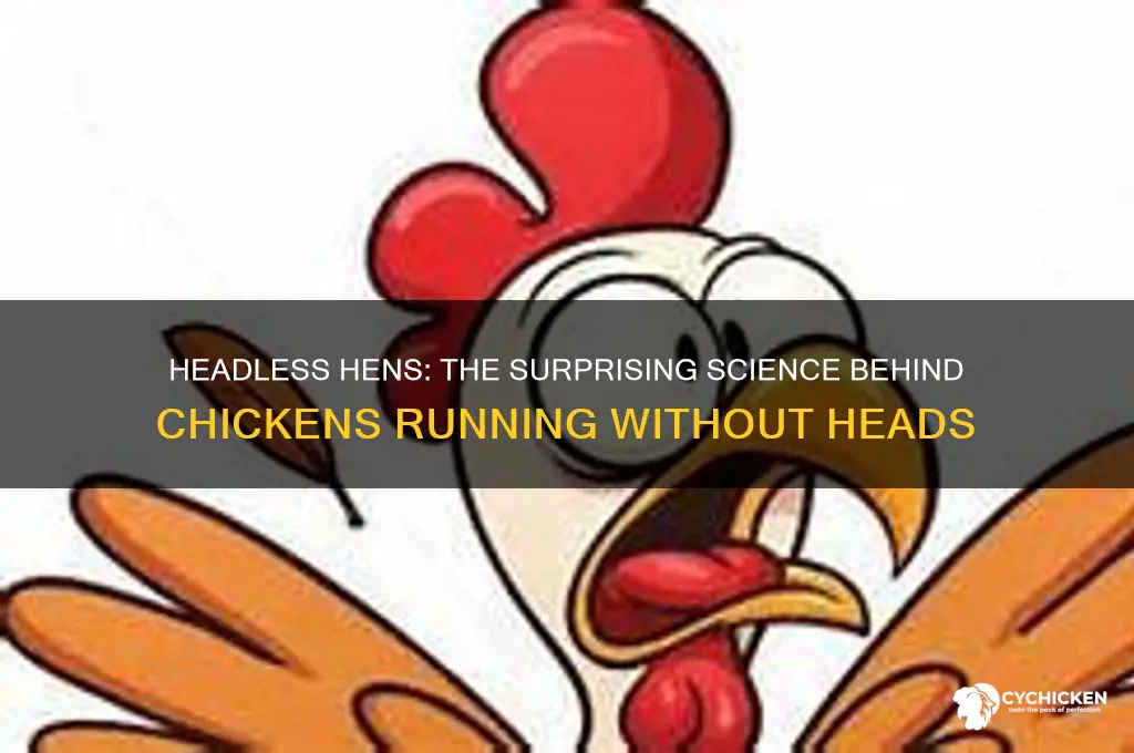 how does a chicken run without head
