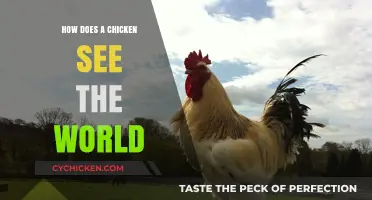 Through a Chicken's Eyes: Exploring Their Unique Vision and Perception