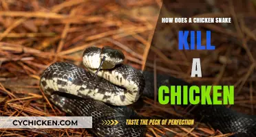 Chicken Snake Predation: How These Snakes Hunt and Kill Chickens