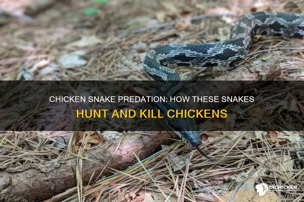 how does a chicken snake kill a chicken