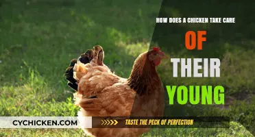 Mother Hen's Guide to Nurturing Her Chicks