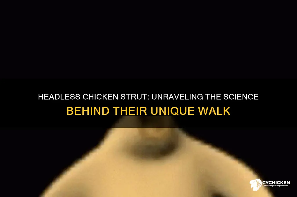 how does a chicken walk without a head