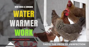 How Chicken Water Warmers Keep Your Flock Hydrated in Winter
