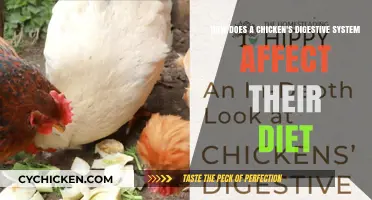 Chicken Digestive System: Dietary Implications
