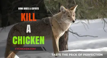 Coyote Predation on Chickens: Understanding Lethal Hunting Techniques and Prevention