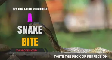Snake Bite Survival: Using a Dead Chicken