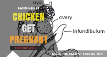 The Surprising Truth About Chicken Reproduction: A Guide to Understanding How Hens Get Pregnant