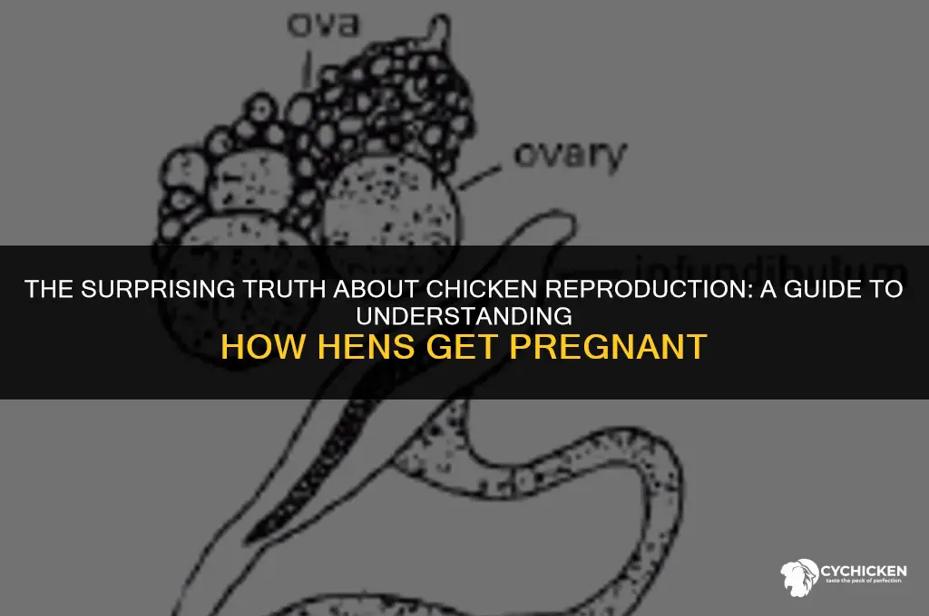 how does a female chicken get pregnant