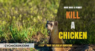 Ferrets vs. Chickens: Understanding the Predatory Behavior and Prevention Tips