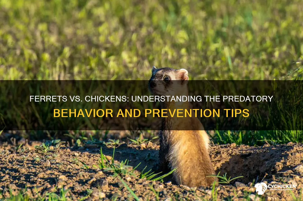 how does a ferret kill a chicken