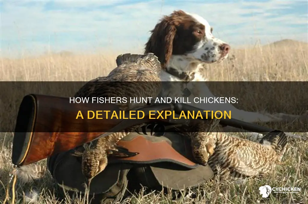 how does a fisher kill a chicken