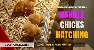Chicken Flock Dynamics: Hatching Chicks