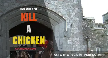 Fox Predation Tactics: How Foxes Hunt and Kill Chickens Effectively