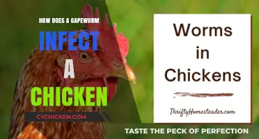 Understanding Gapeworm Infections in Chickens: Causes, Symptoms, and Prevention