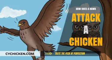 Hawk vs. Chicken: Understanding the Predator's Attack Strategy