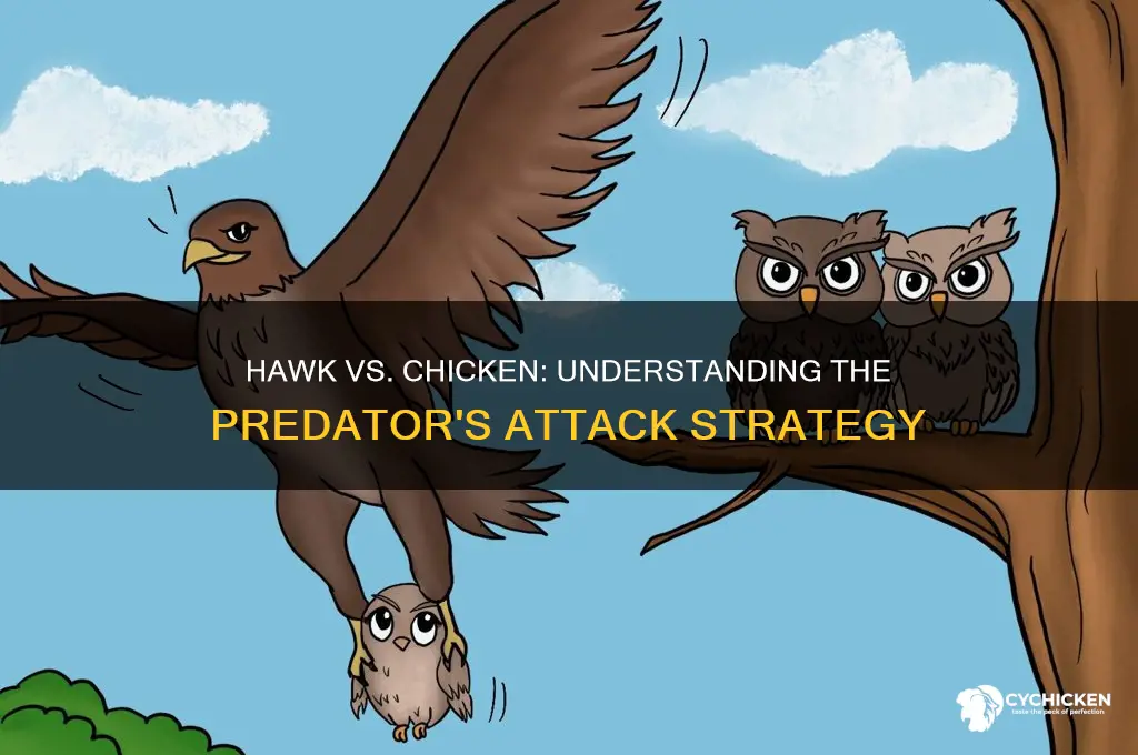 how does a hawk attack a chicken