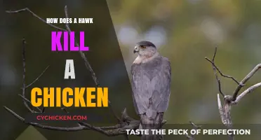 Hawk vs. Chicken: Deadly Hunting Techniques and Prevention Tips