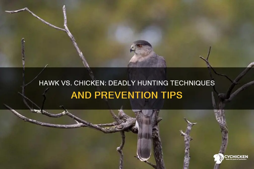 how does a hawk kill a chicken