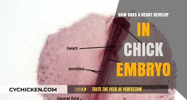Chick Embryo Heart Development: A Fascinating Journey from Tube to Organ