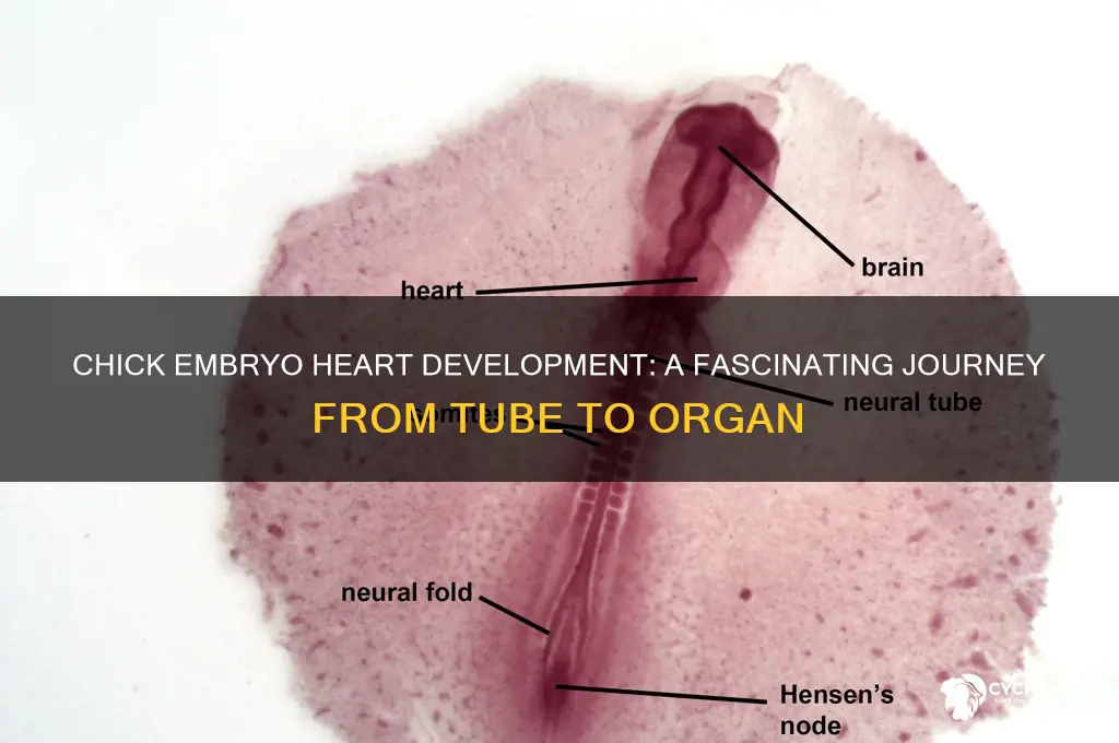 how does a heart develop in chick embryo