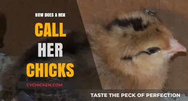 Understanding the Clucks: How a Hen Calls Her Chicks Home