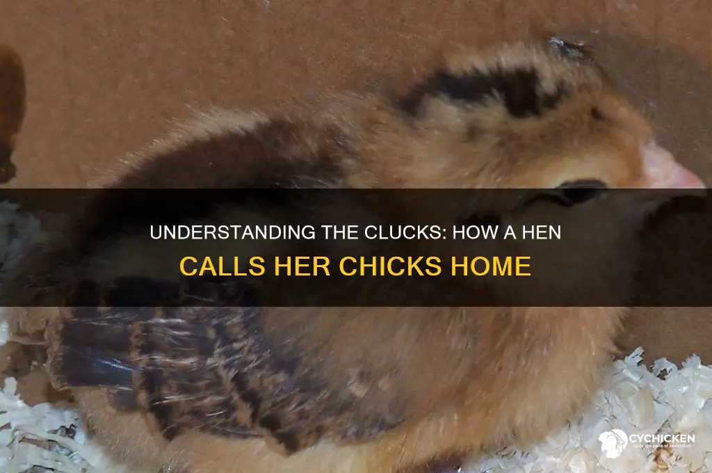 how does a hen call her chicks