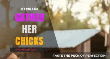 How Hens Safely Gather and Protect Their Chicks: A Guide