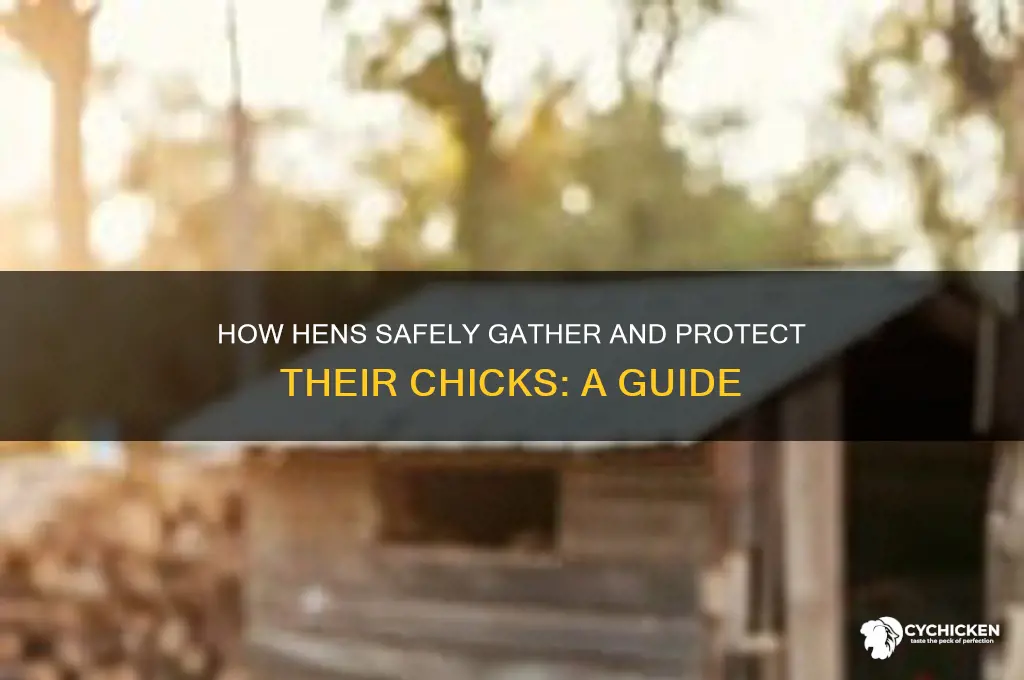 how does a hen gather her chicks