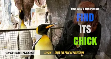 King Penguin Parenting: The Remarkable Journey to Reunite with Chicks