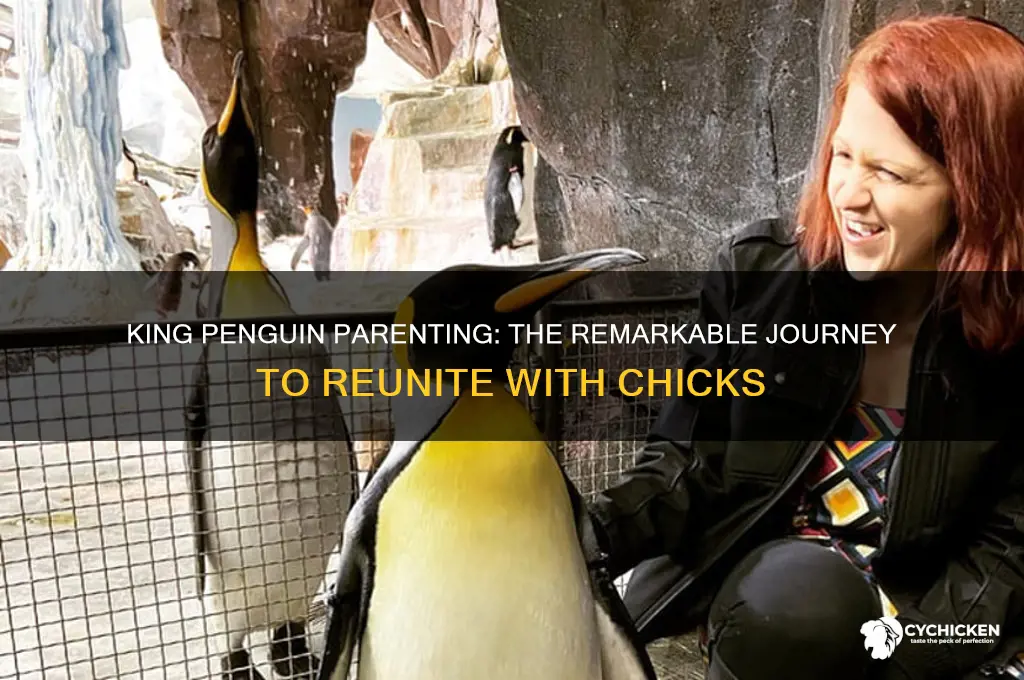 how does a king penguin find its chick
