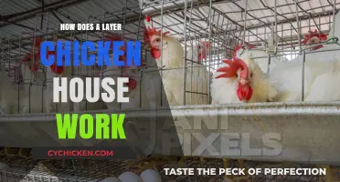 Understanding the Functionality of a Layer Chicken House: A Comprehensive Guide