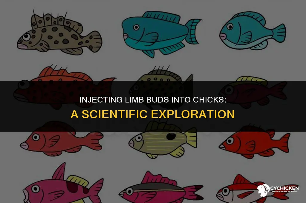 how does a limb bud get injected into a chick